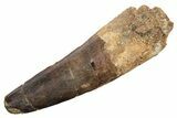 Fossil Spinosaurus Tooth - Real Dinosaur Tooth #227242-1